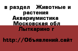  в раздел : Животные и растения » Аквариумистика . Московская обл.,Лыткарино г.